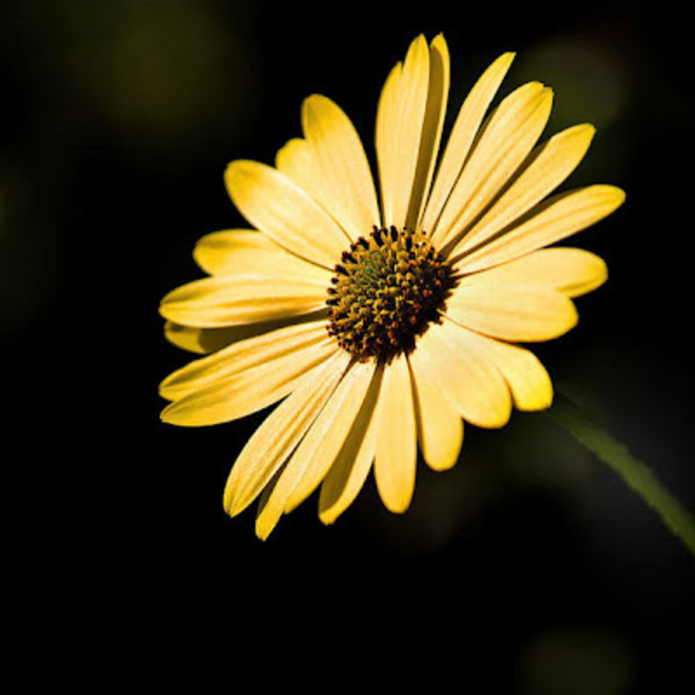 Meet your Posher, Lydia